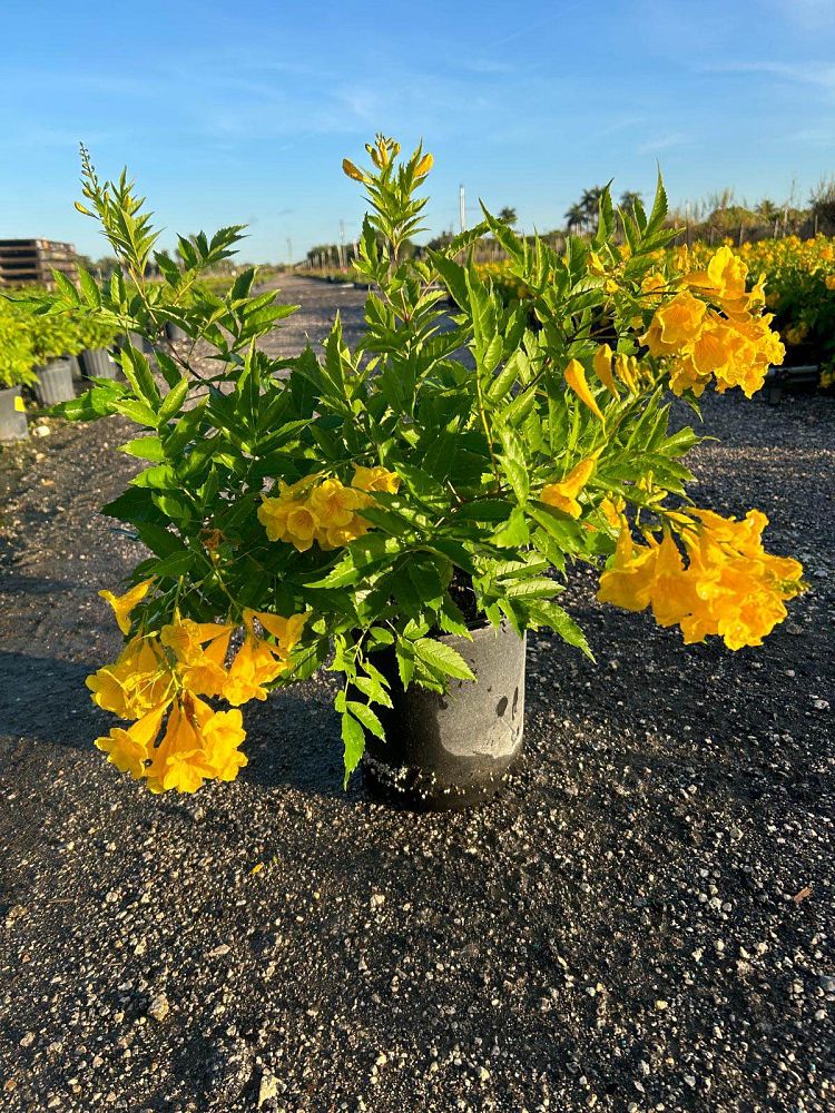 tecoma-stans-yellow-elder-esperanza-trumpetflower-bells-of-fire