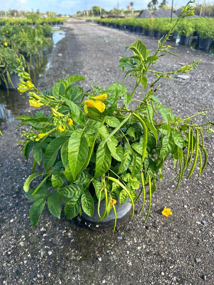 tecoma-stans-yellow-elder-esperanza-trumpetflower-bells-of-fire