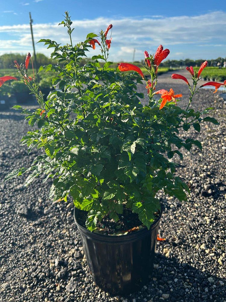 tecomaria-capensis-cape-honeysuckle