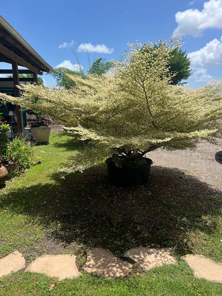 terminalia-ivorensis-variegata-ivory-coast-almond-variegated