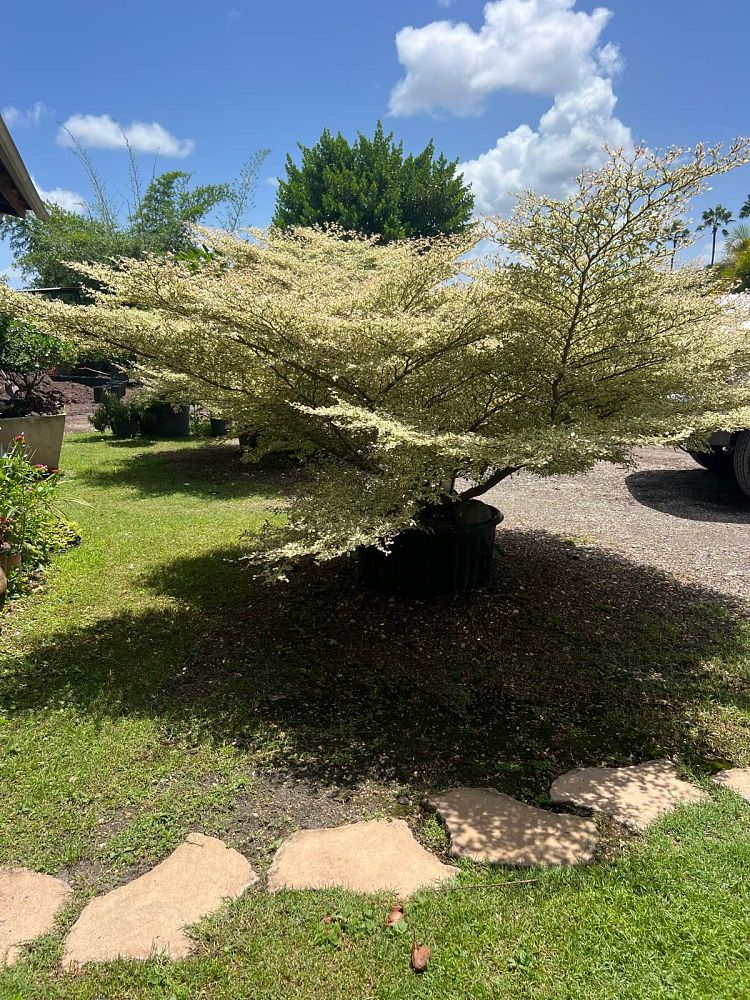 terminalia-ivorensis-variegata-ivory-coast-almond-variegated