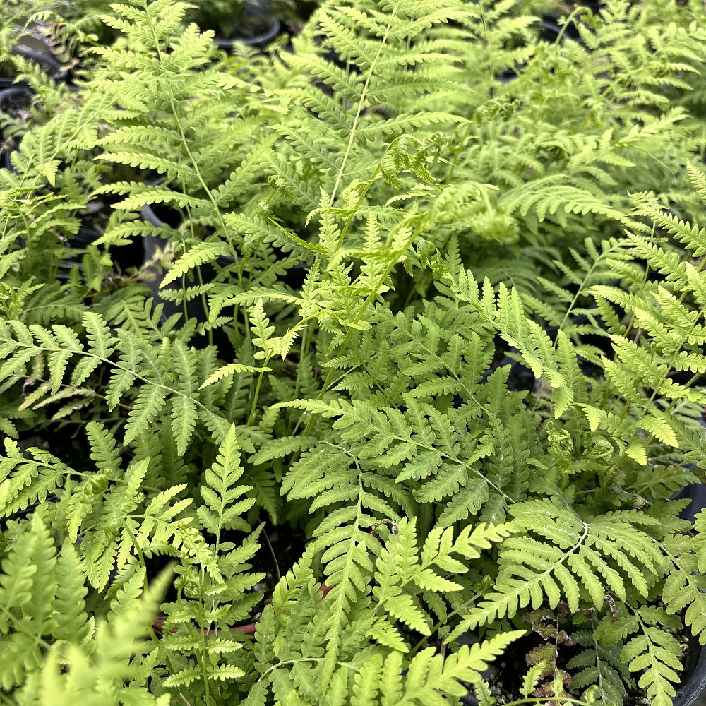 thelypteris-kunthii-southern-shield-wood-fern-river-fern