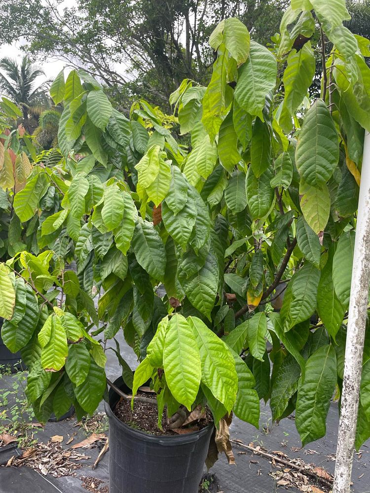 theobroma-cacao-chocolate-tree