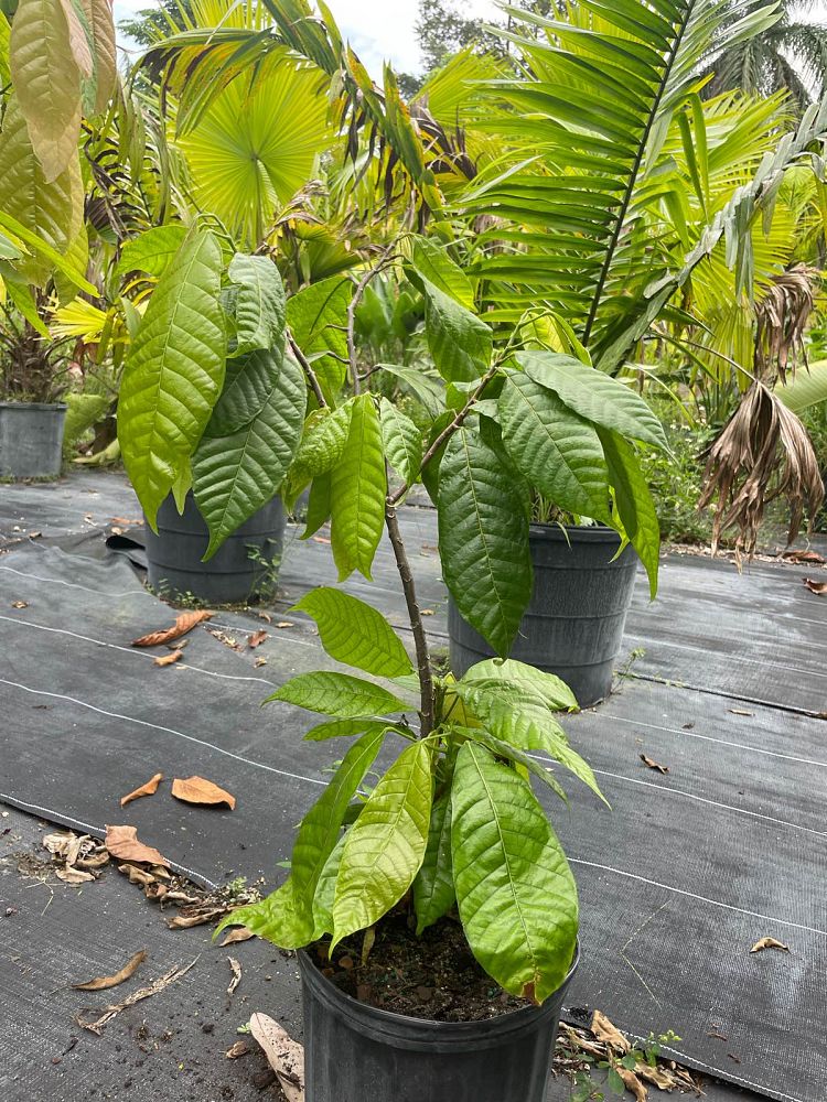 theobroma-cacao-chocolate-tree