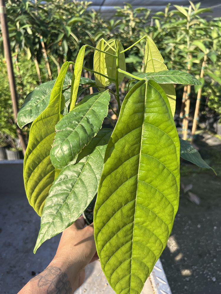 theobroma-cacao-chocolate-tree