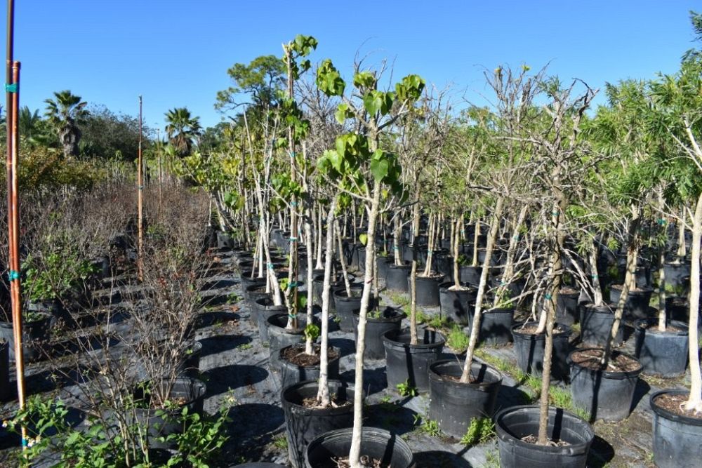 thespesia-populnea-indian-tulip-tree-portia-tree-aden-apple