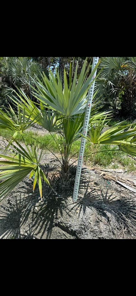 thrinax-morrisii-key-thatch-palm