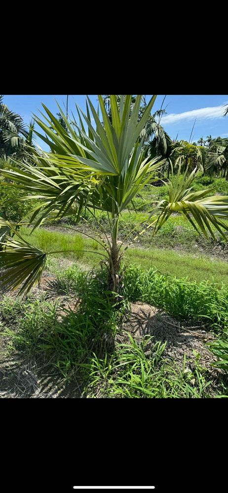 thrinax-morrisii-key-thatch-palm