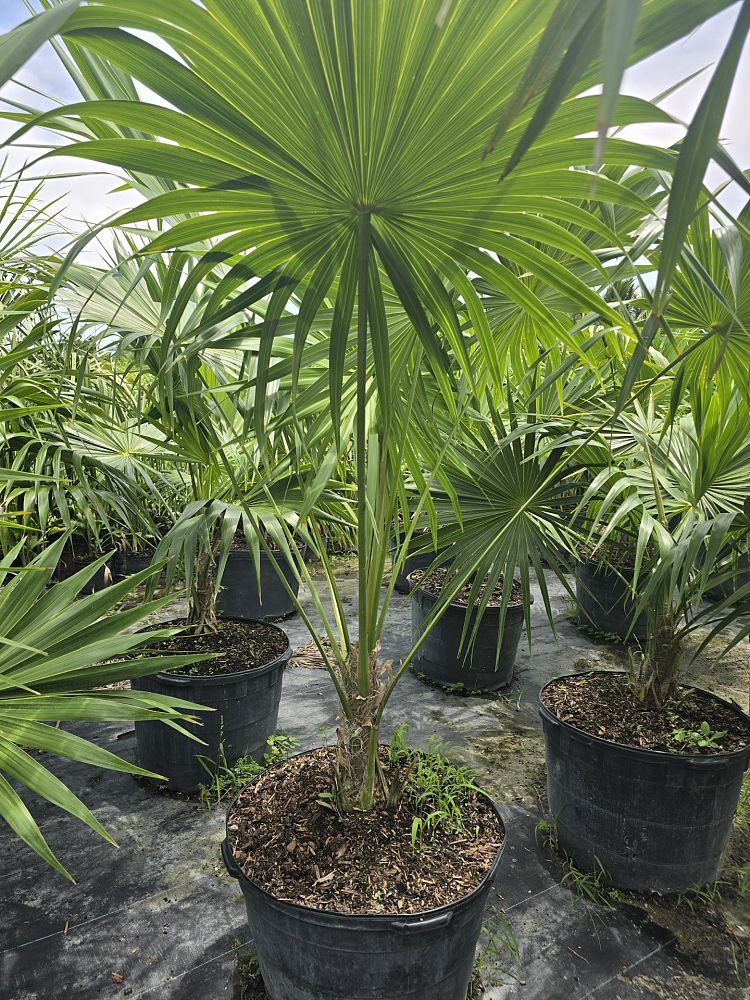 thrinax-radiata-florida-thatch-palm