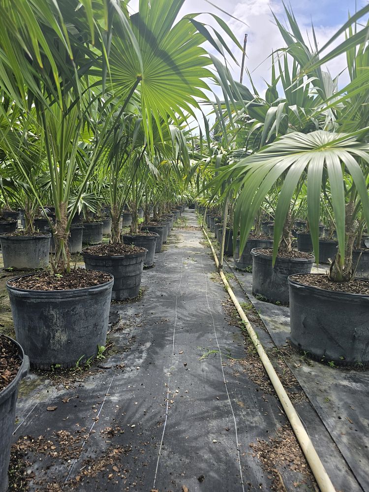 thrinax-radiata-florida-thatch-palm