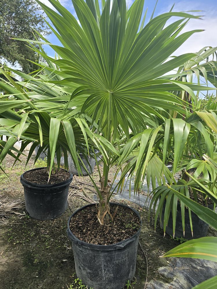 thrinax-radiata-florida-thatch-palm