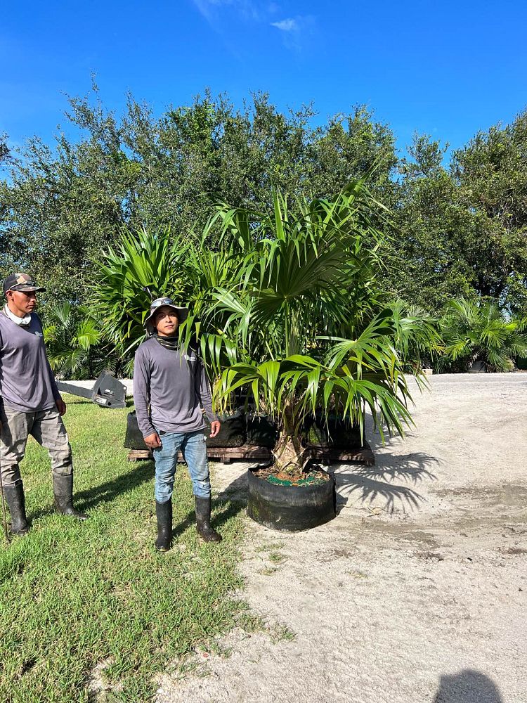 thrinax-radiata-florida-thatch-palm