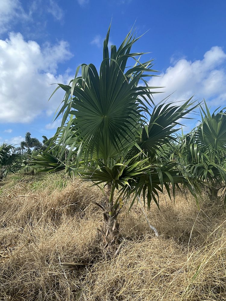 thrinax-radiata-florida-thatch-palm