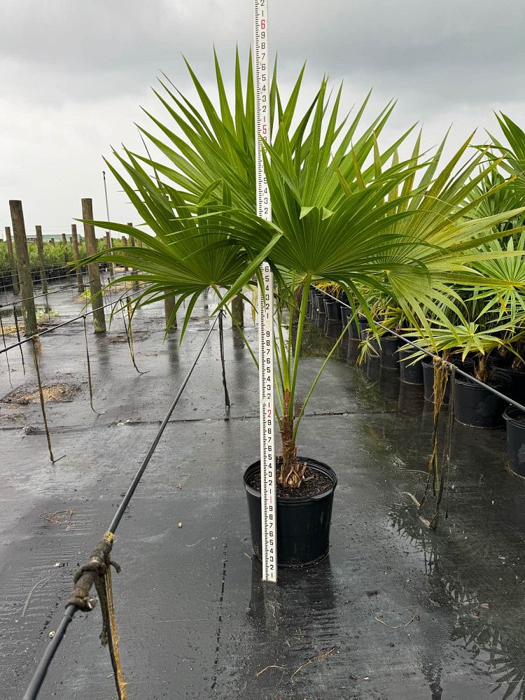 thrinax-radiata-florida-thatch-palm