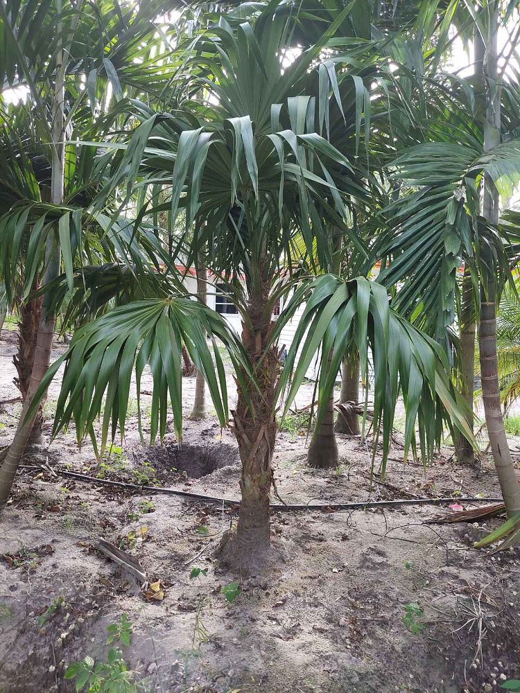 thrinax-radiata-florida-thatch-palm