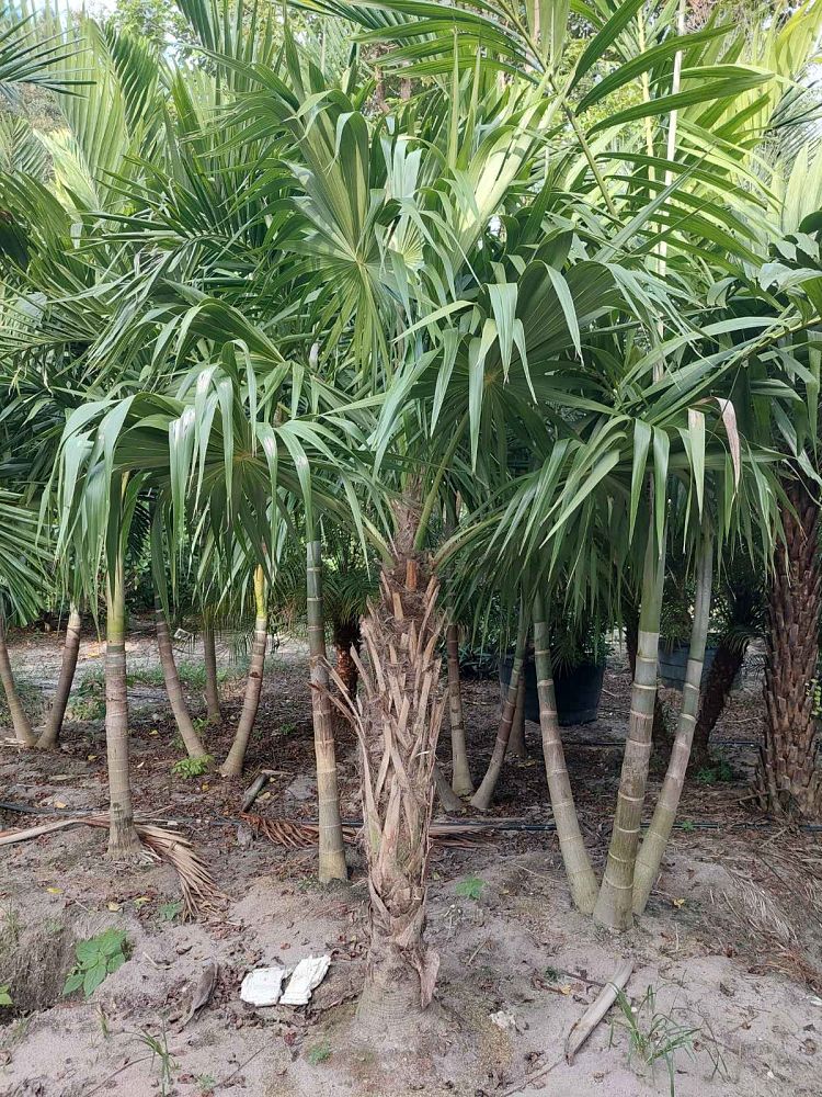 thrinax-radiata-florida-thatch-palm