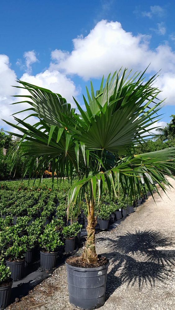 thrinax-radiata-florida-thatch-palm