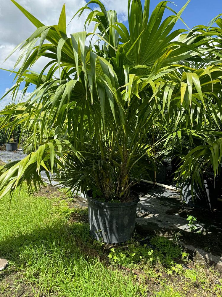 thrinax-radiata-florida-thatch-palm