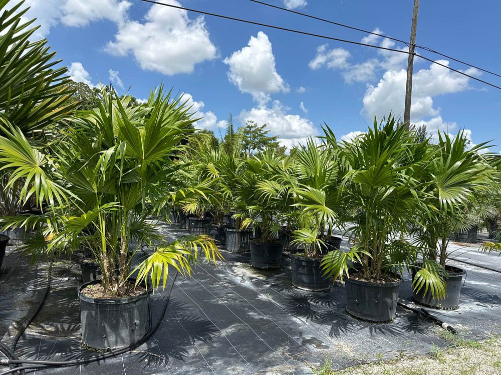 thrinax-radiata-florida-thatch-palm