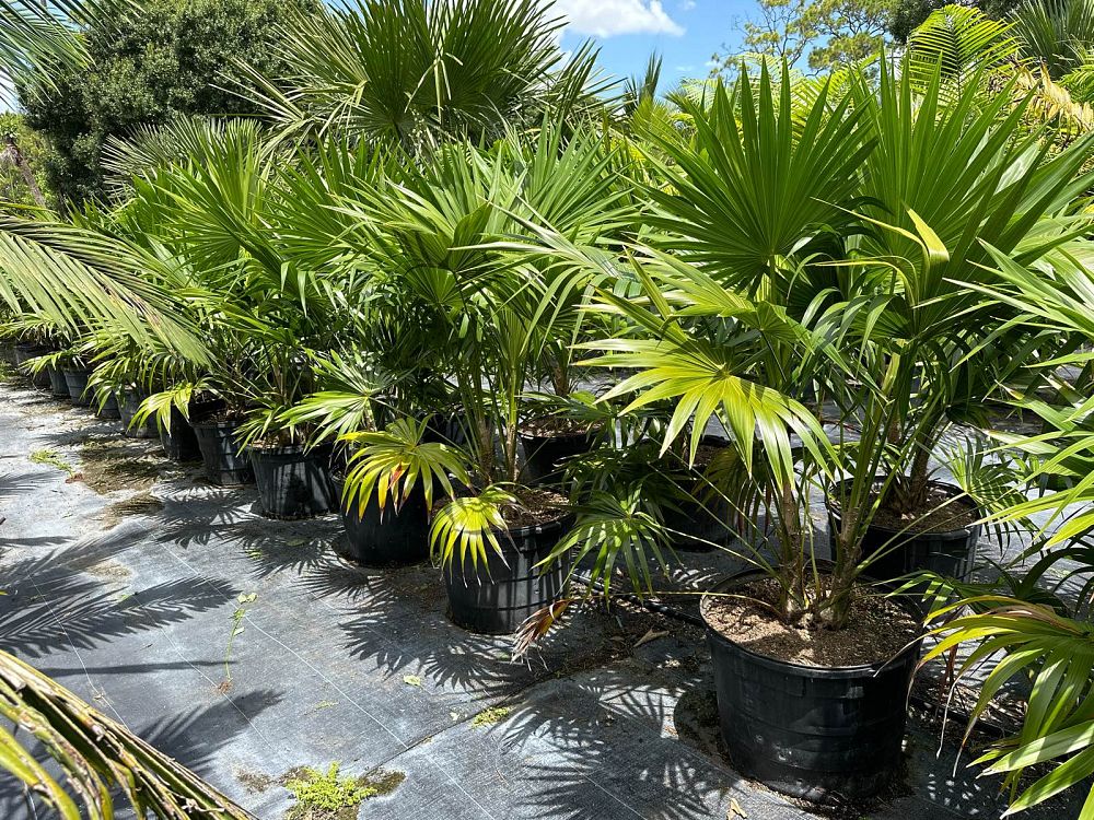 thrinax-radiata-florida-thatch-palm