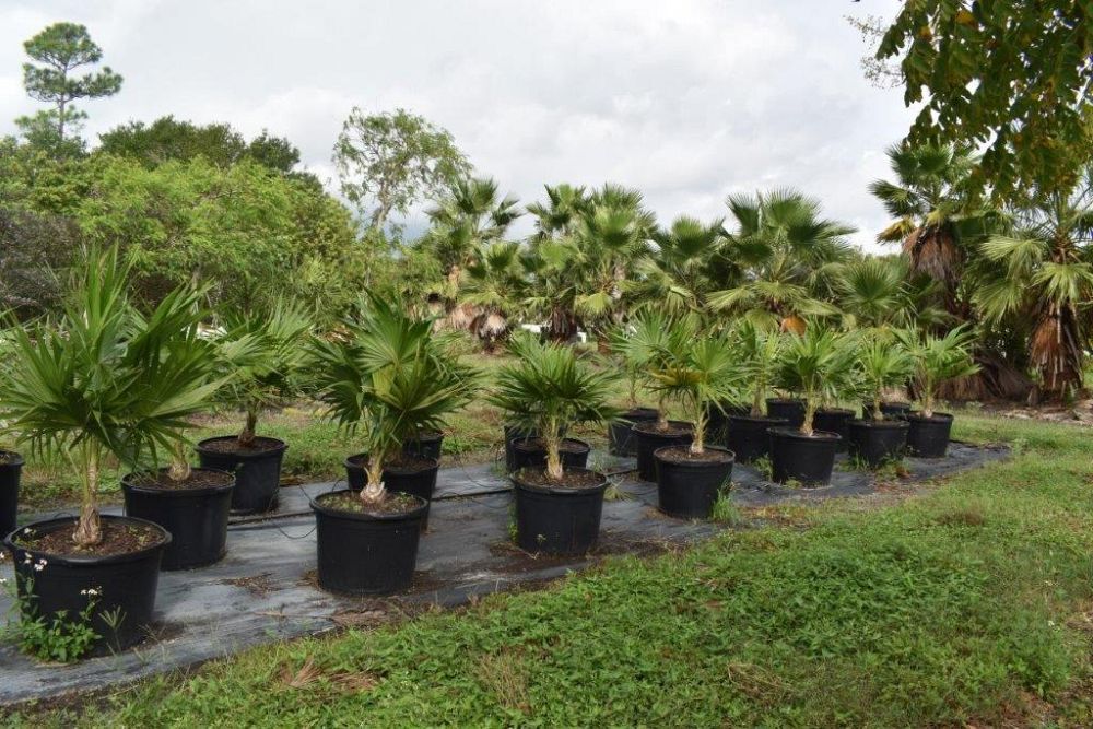 thrinax-radiata-florida-thatch-palm