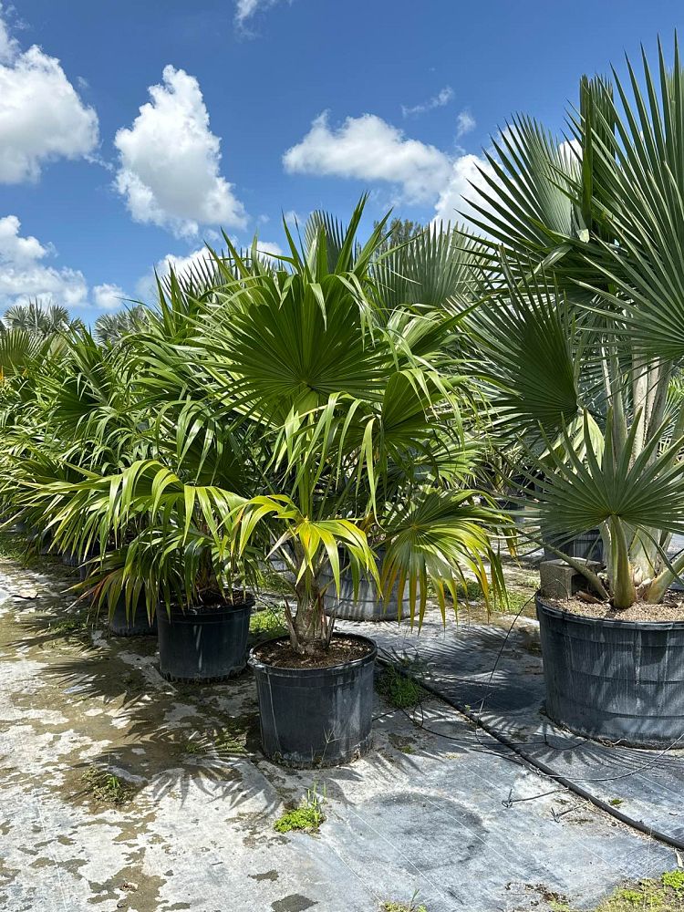 thrinax-radiata-florida-thatch-palm