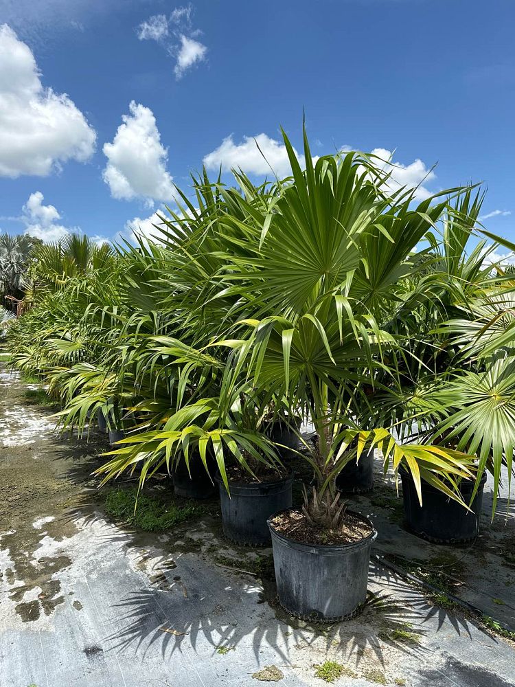 thrinax-radiata-florida-thatch-palm