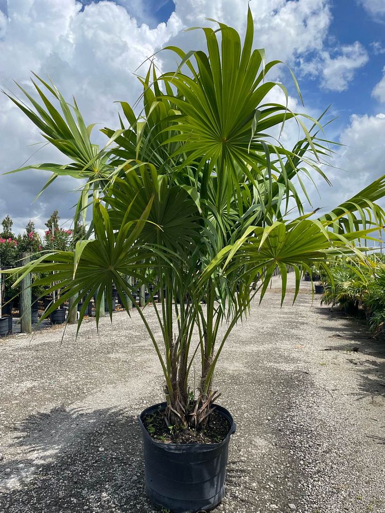 thrinax-radiata-florida-thatch-palm