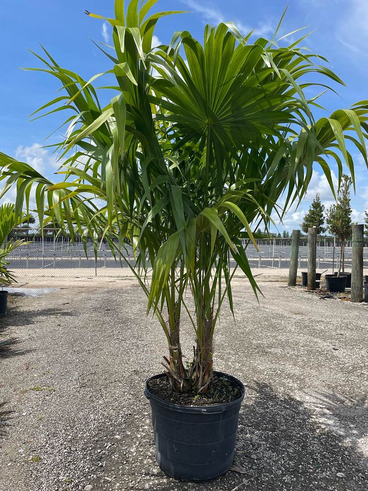 thrinax-radiata-florida-thatch-palm