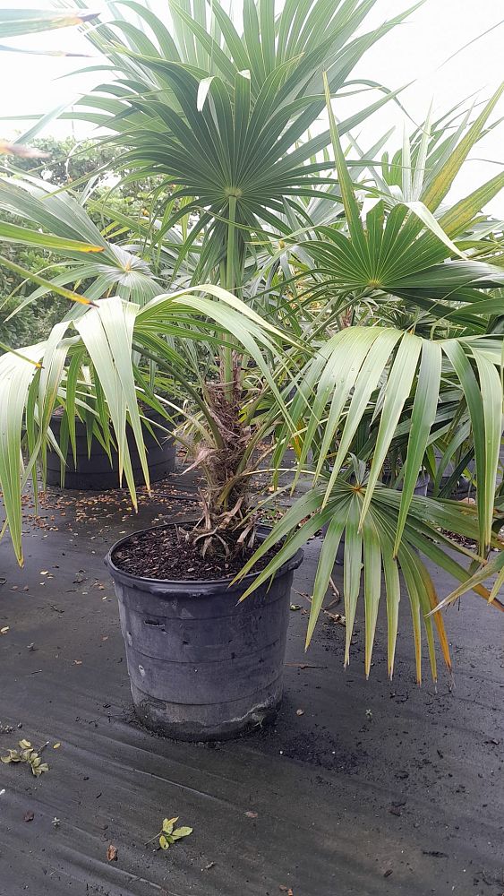 thrinax-radiata-florida-thatch-palm