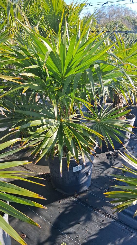 thrinax-radiata-florida-thatch-palm