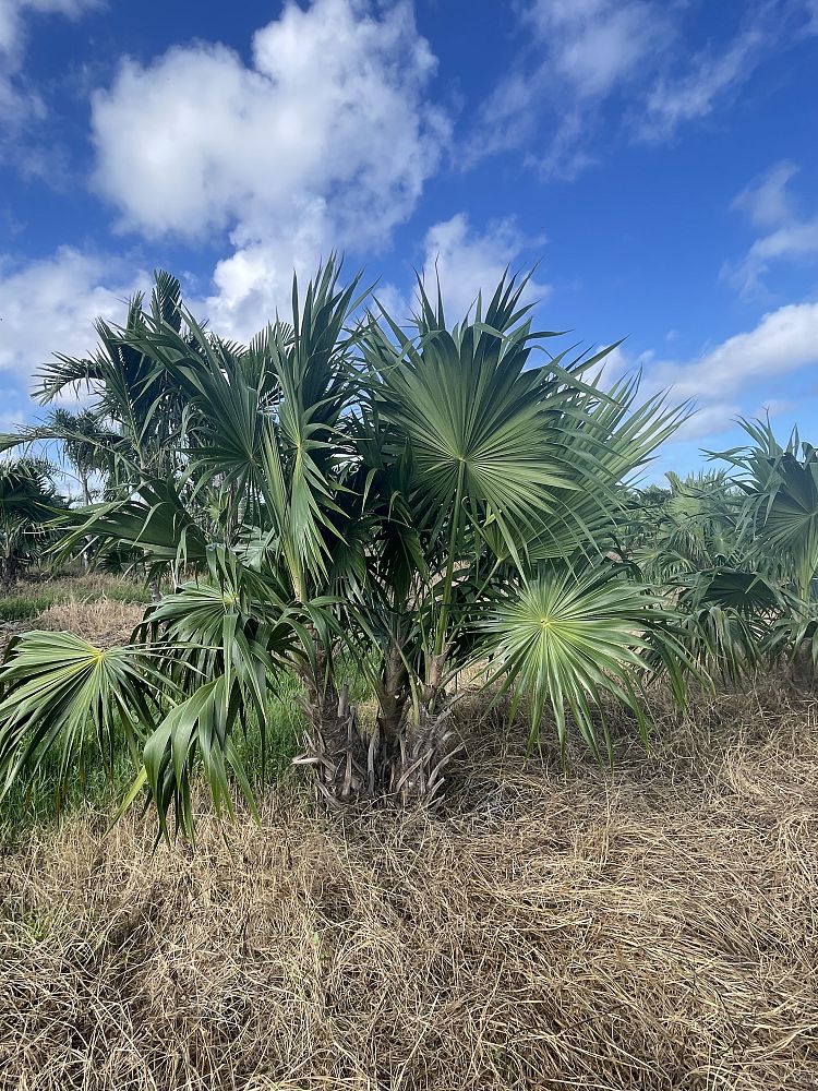 thrinax-radiata-florida-thatch-palm