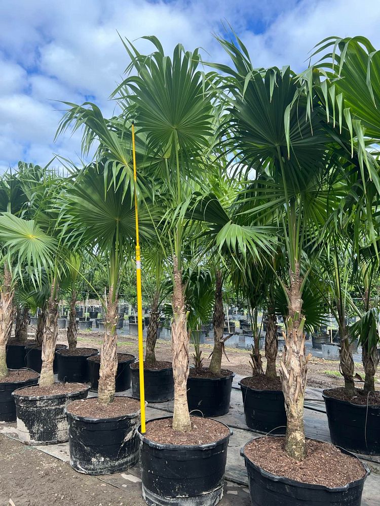 thrinax-radiata-florida-thatch-palm