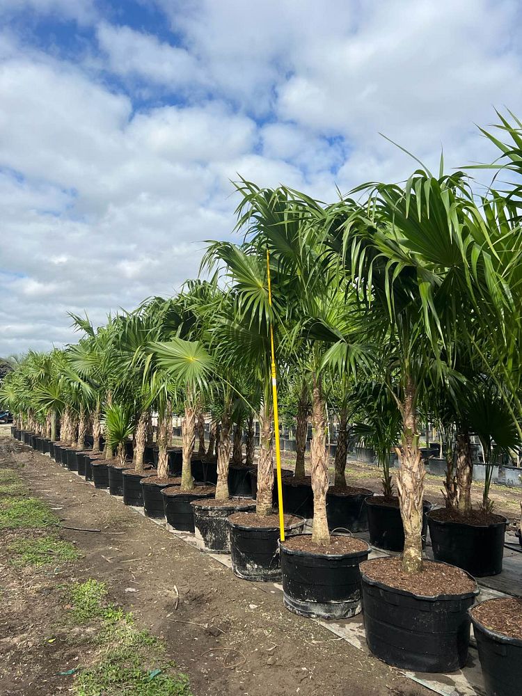 thrinax-radiata-florida-thatch-palm