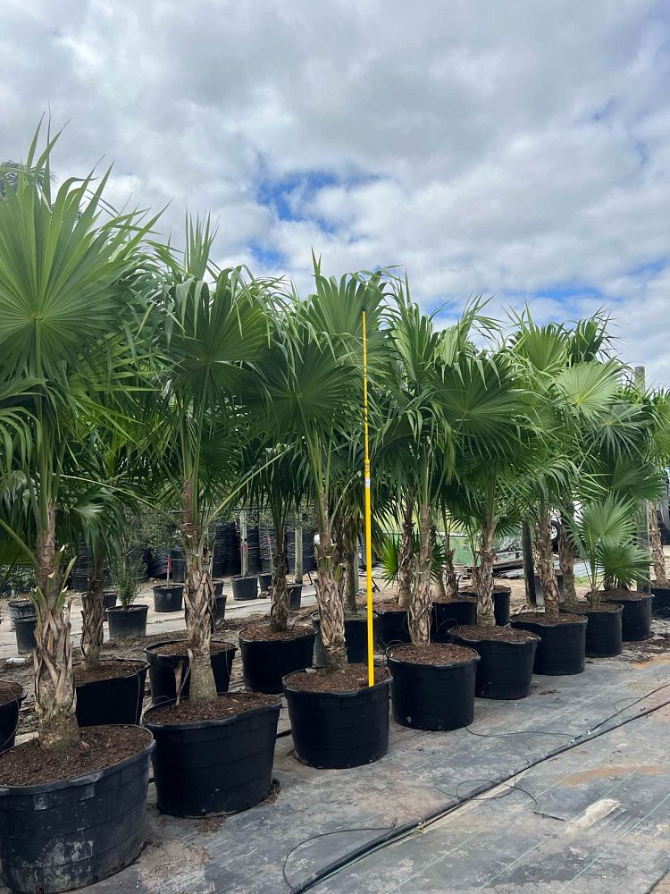 thrinax-radiata-florida-thatch-palm