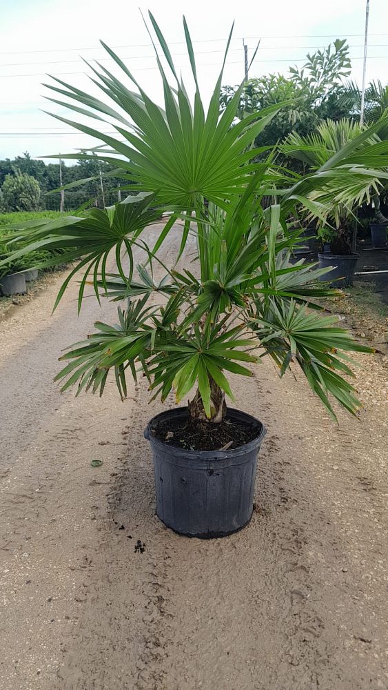 thrinax-radiata-florida-thatch-palm