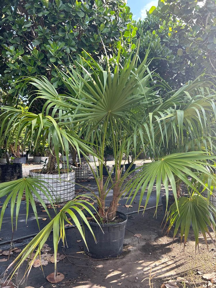 thrinax-radiata-florida-thatch-palm