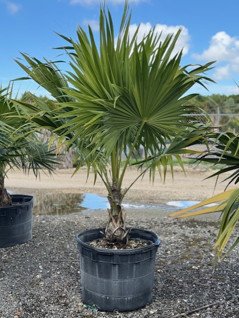 thrinax-radiata-florida-thatch-palm