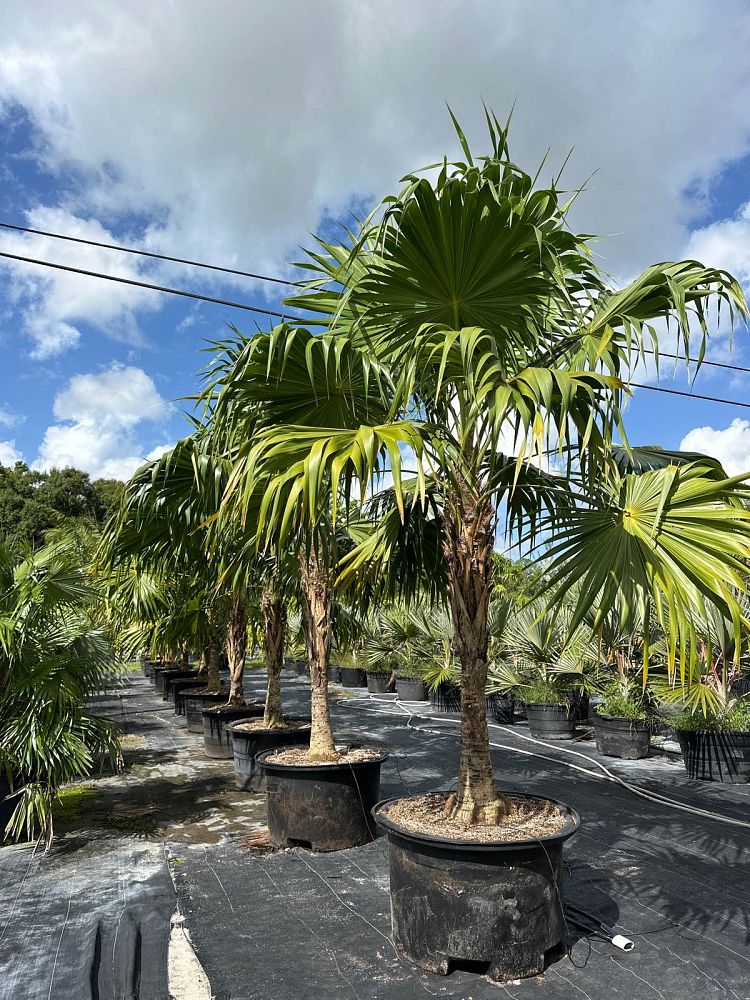 thrinax-radiata-florida-thatch-palm