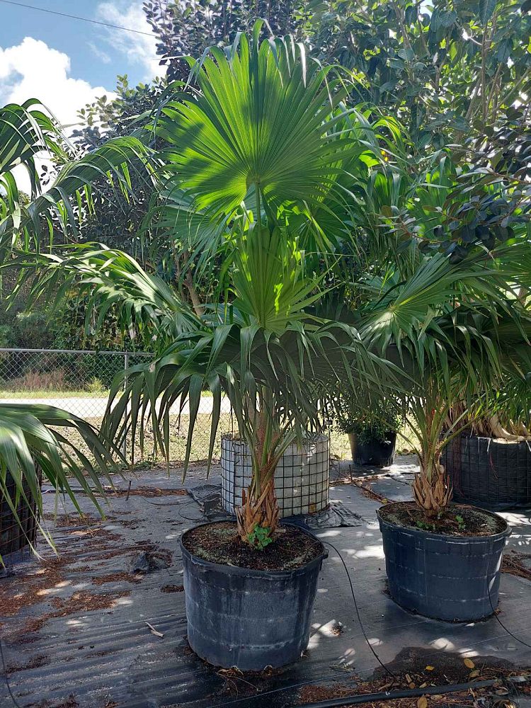 thrinax-radiata-florida-thatch-palm