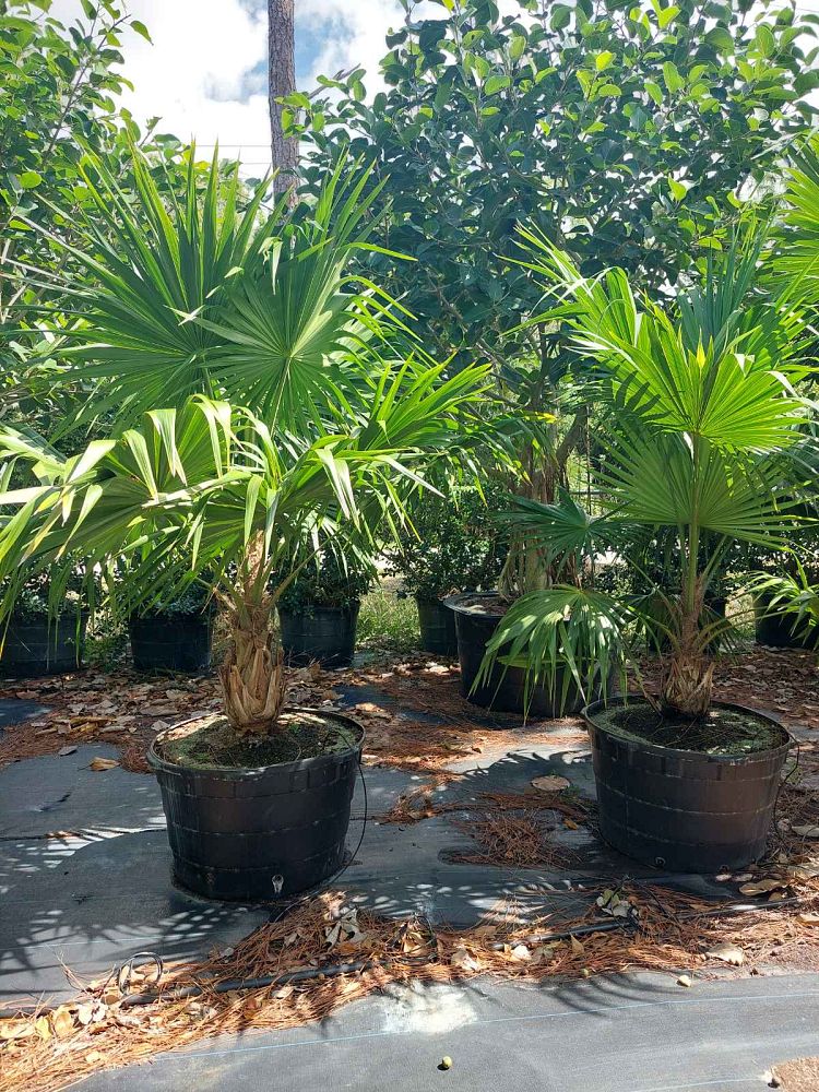 thrinax-radiata-florida-thatch-palm