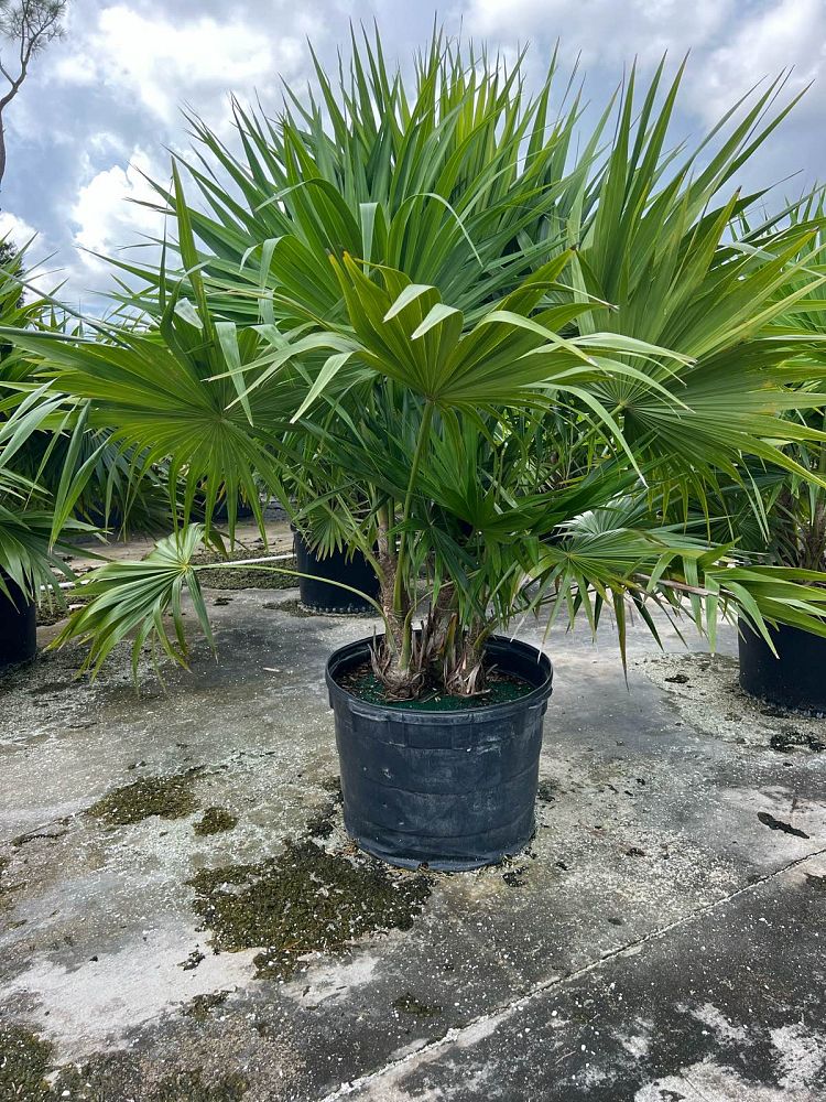 thrinax-radiata-florida-thatch-palm