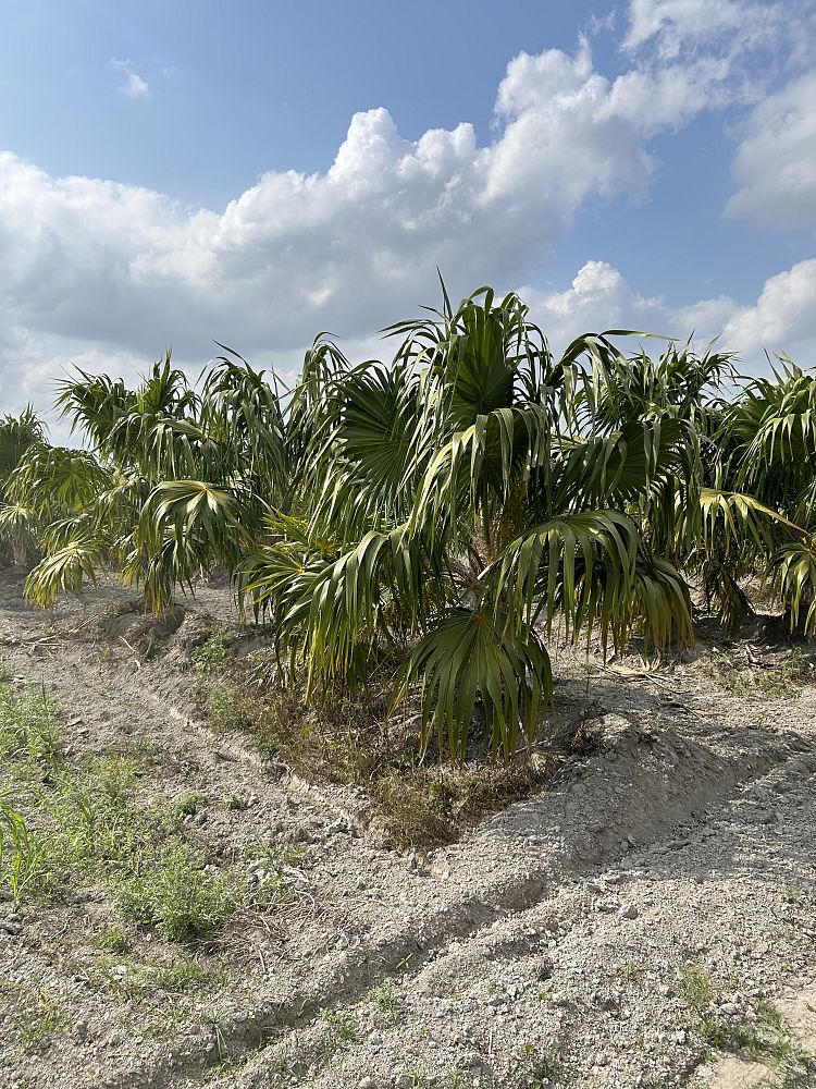 thrinax-radiata-florida-thatch-palm