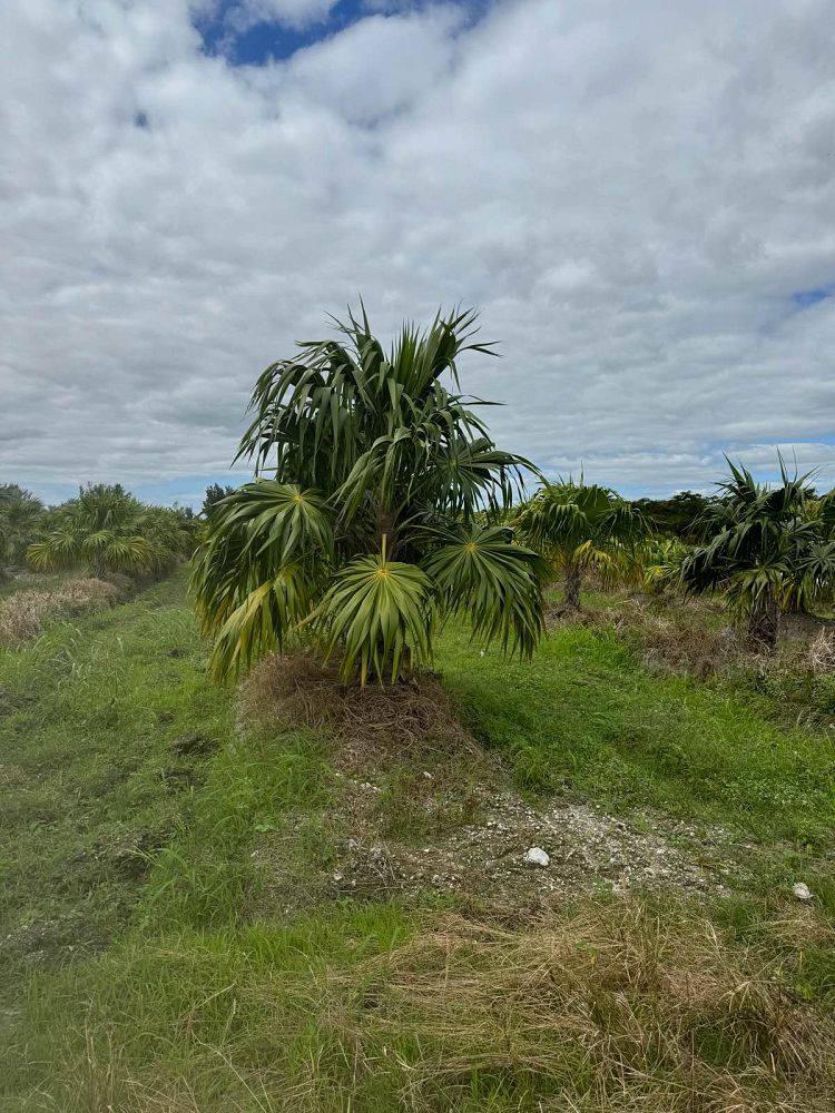 thrinax-radiata-florida-thatch-palm