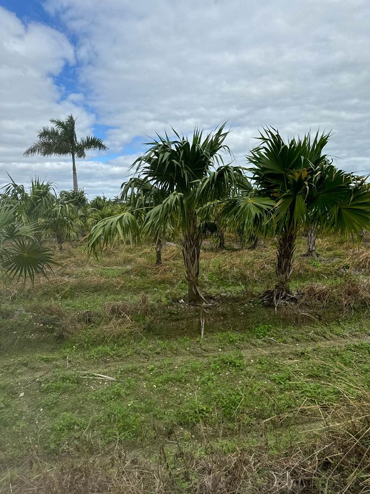 thrinax-radiata-florida-thatch-palm