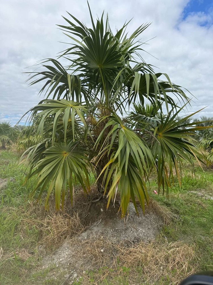 thrinax-radiata-florida-thatch-palm