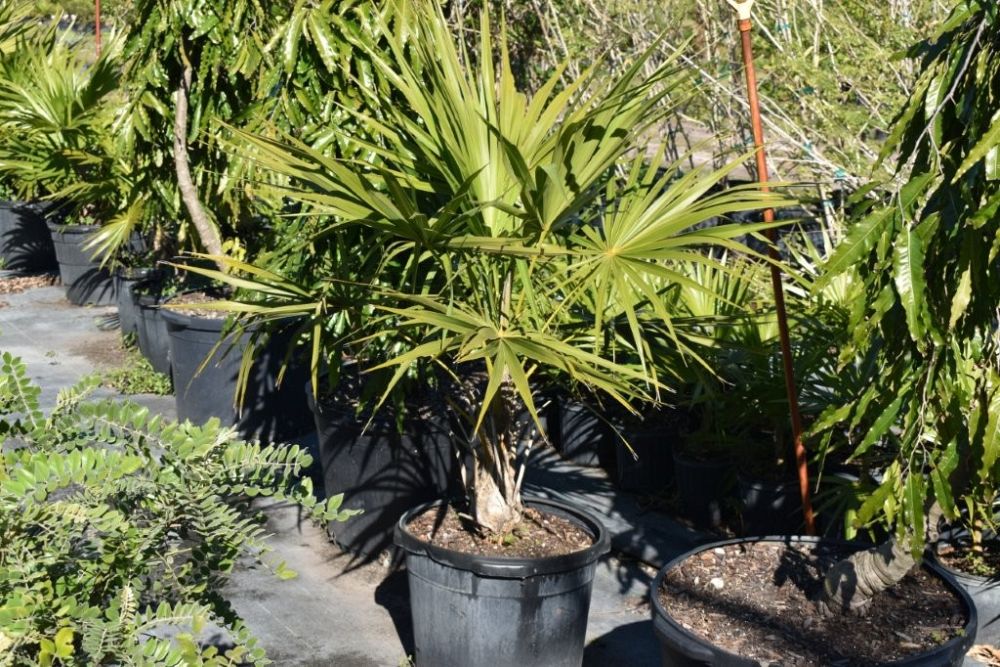 thrinax-radiata-florida-thatch-palm