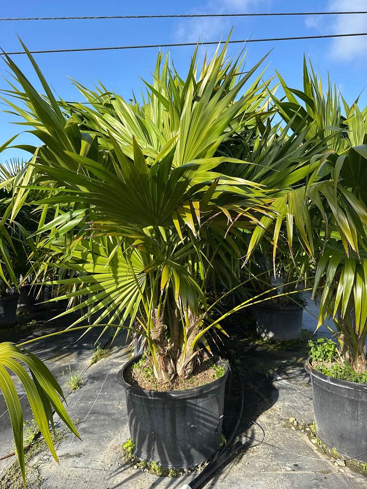 thrinax-radiata-florida-thatch-palm