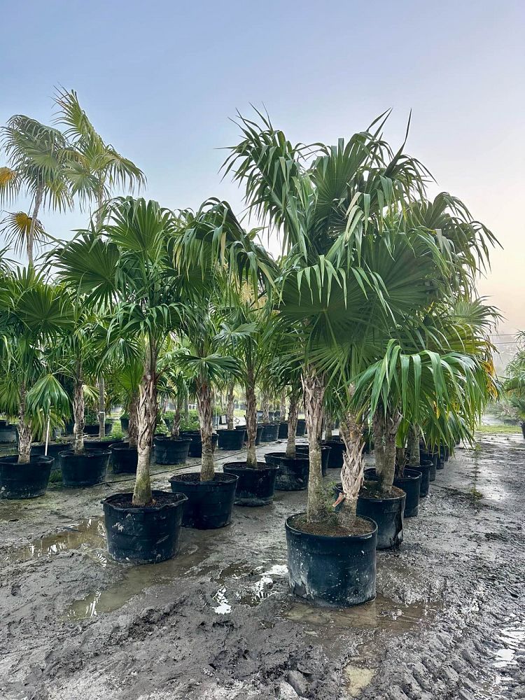 thrinax-radiata-florida-thatch-palm