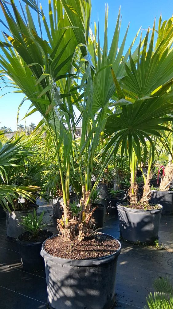 thrinax-radiata-florida-thatch-palm